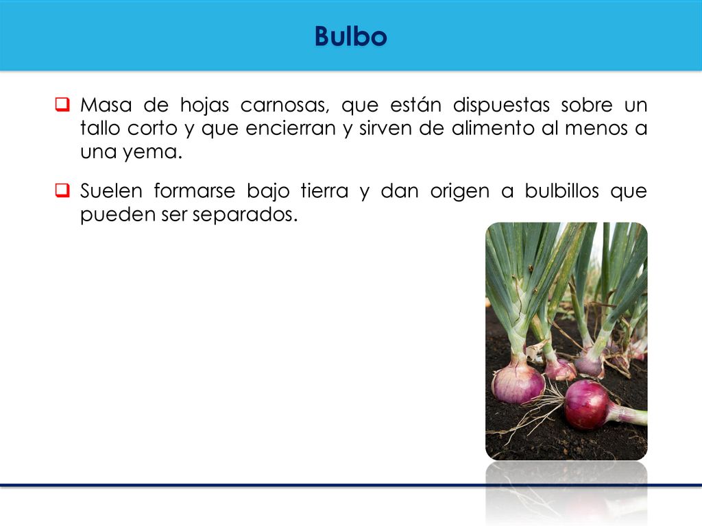 Bulbo Masa de hojas carnosas, que están dispuestas sobre un tallo corto y que encierran y sirven de alimento al menos a una yema.