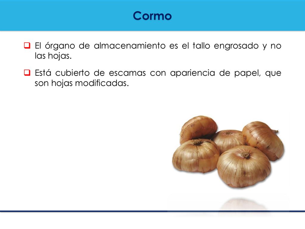 Cormo El órgano de almacenamiento es el tallo engrosado y no las hojas.