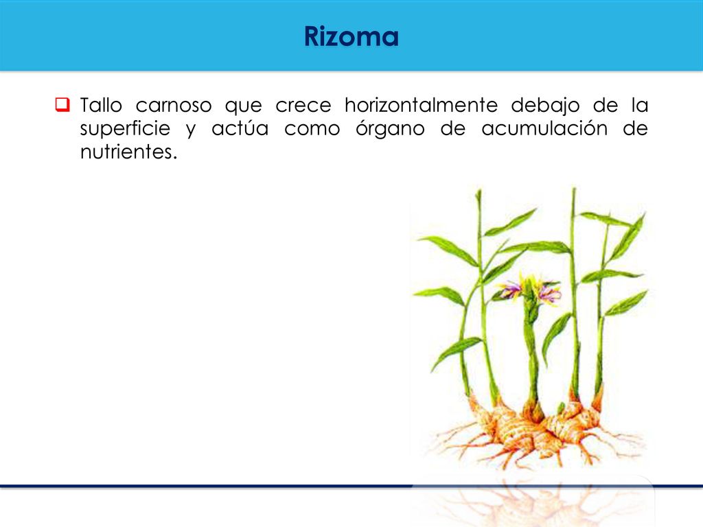 Rizoma Tallo carnoso que crece horizontalmente debajo de la superficie y actúa como órgano de acumulación de nutrientes.