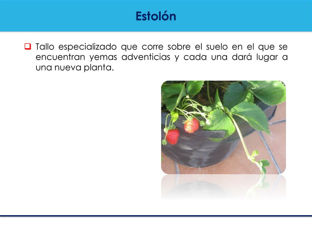 Estolón Tallo especializado que corre sobre el suelo en el que se encuentran yemas adventicias y cada una dará lugar a una nueva planta.