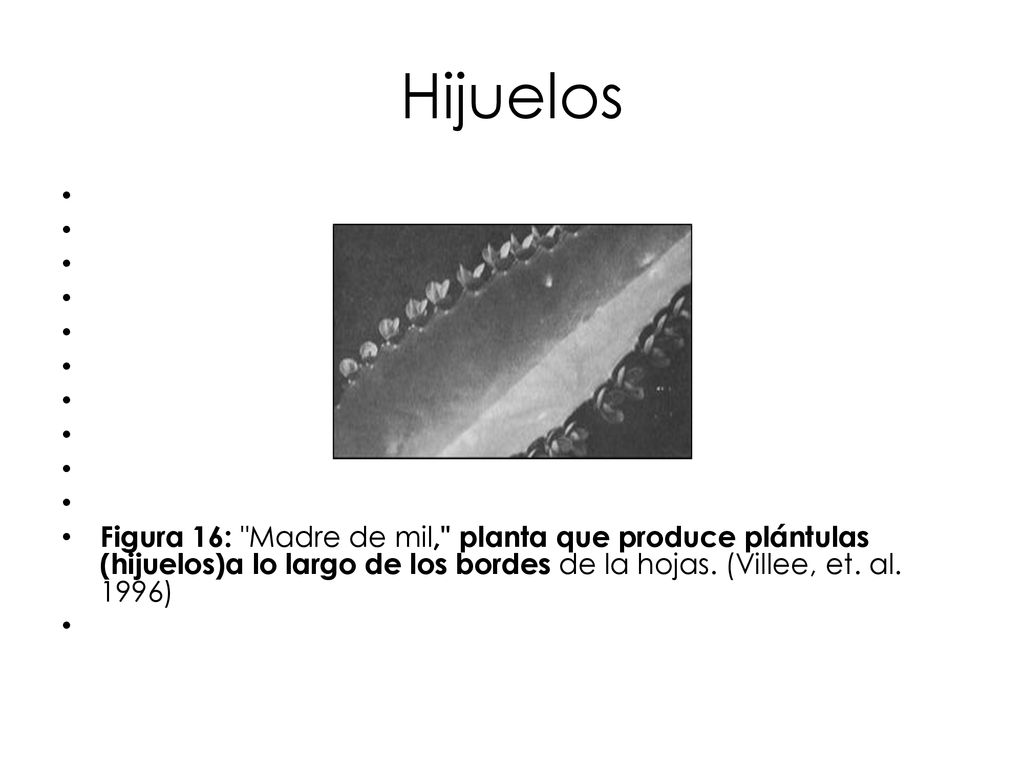 Hijuelos Figura 16: Madre de mil, planta que produce plántulas (hijuelos)a lo largo de los bordes de la hojas.
