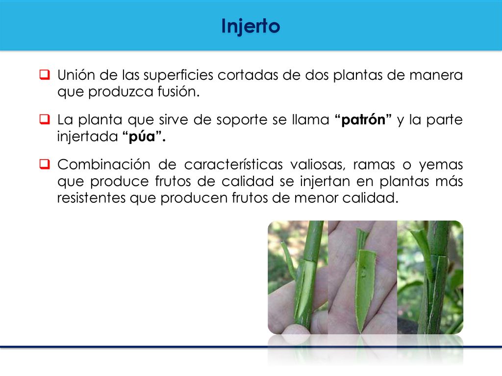 Injerto Unión de las superficies cortadas de dos plantas de manera que produzca fusión.