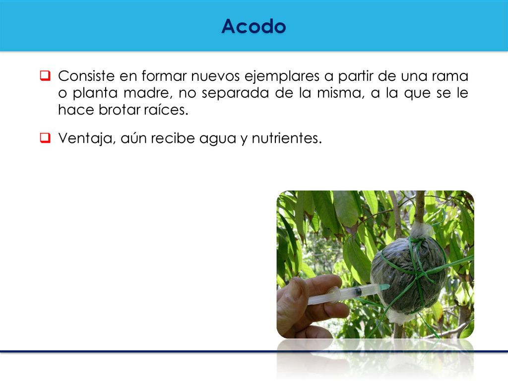 Acodo Consiste en formar nuevos ejemplares a partir de una rama o planta madre, no separada de la misma, a la que se le hace brotar raíces.