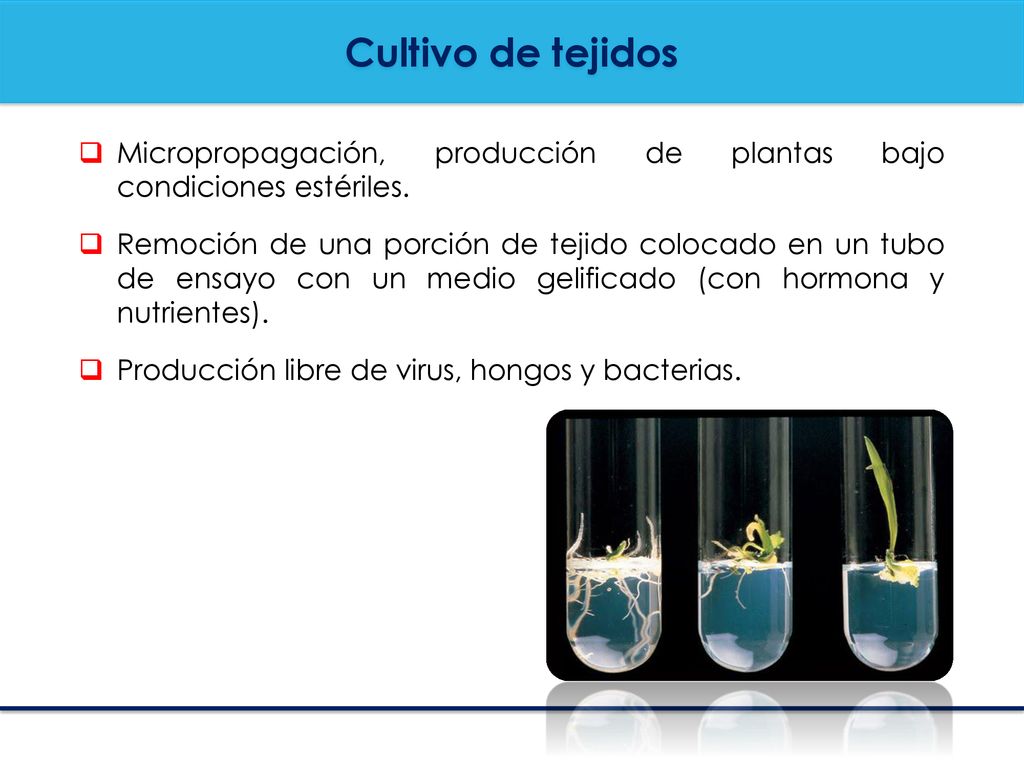 Cultivo de tejidos Micropropagación, producción de plantas bajo condiciones estériles.