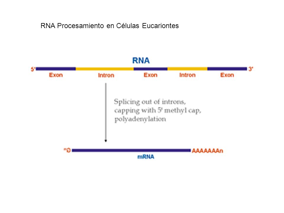 RNA Procesamiento en Células Eucariontes