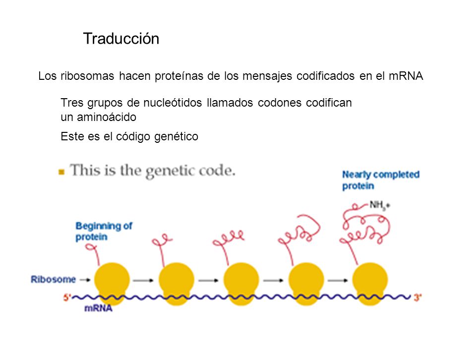 Traducción Los ribosomas hacen proteínas de los mensajes codificados en el mRNA. Tres grupos de nucleótidos llamados codones codifican.