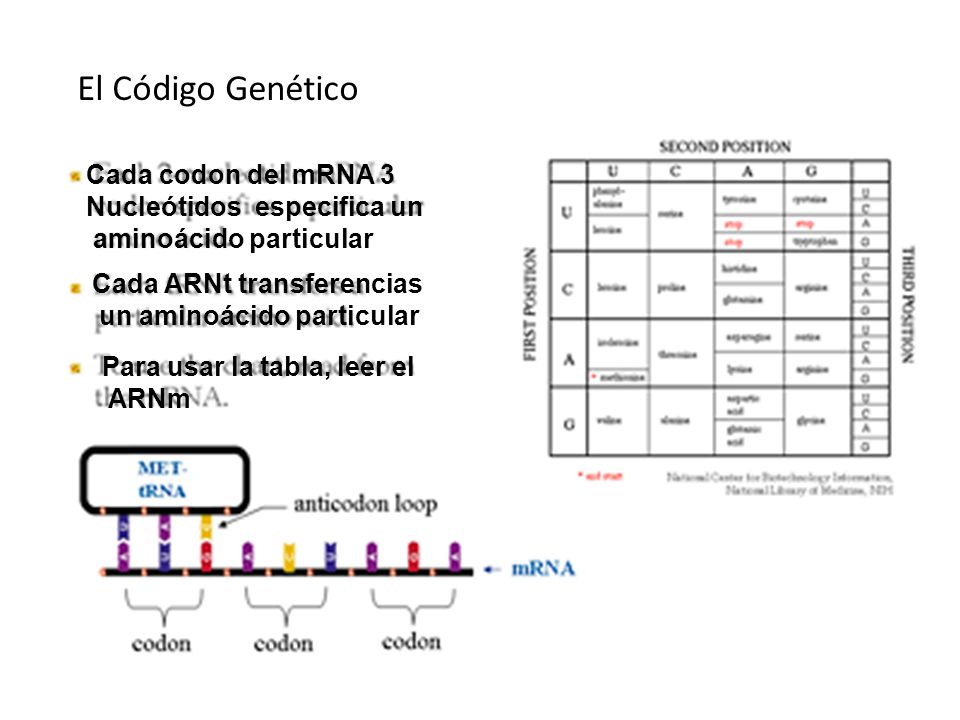 El Código Genético Cada codon del mRNA 3 Nucleótidos especifica un