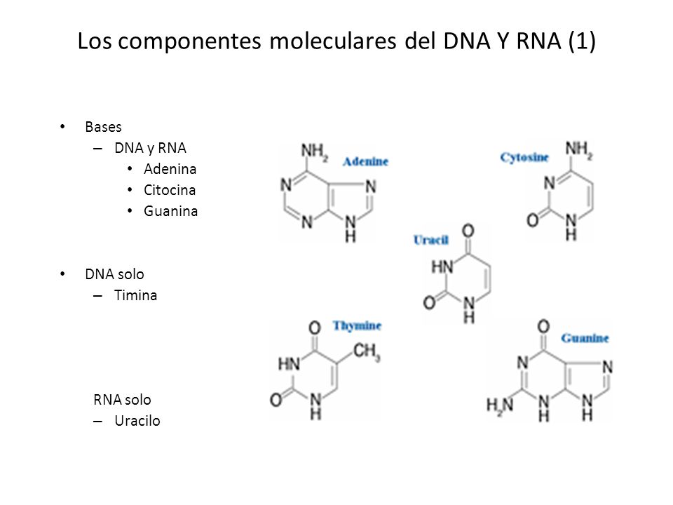 Los componentes moleculares del DNA Y RNA (1)