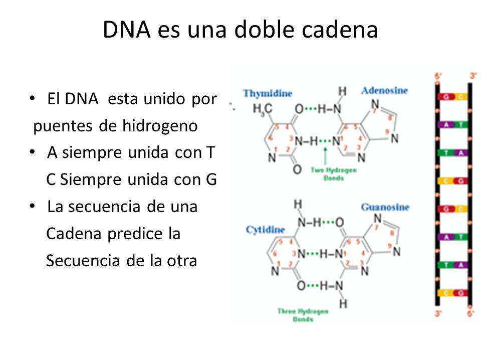DNA es una doble cadena El DNA esta unido por puentes de hidrogeno