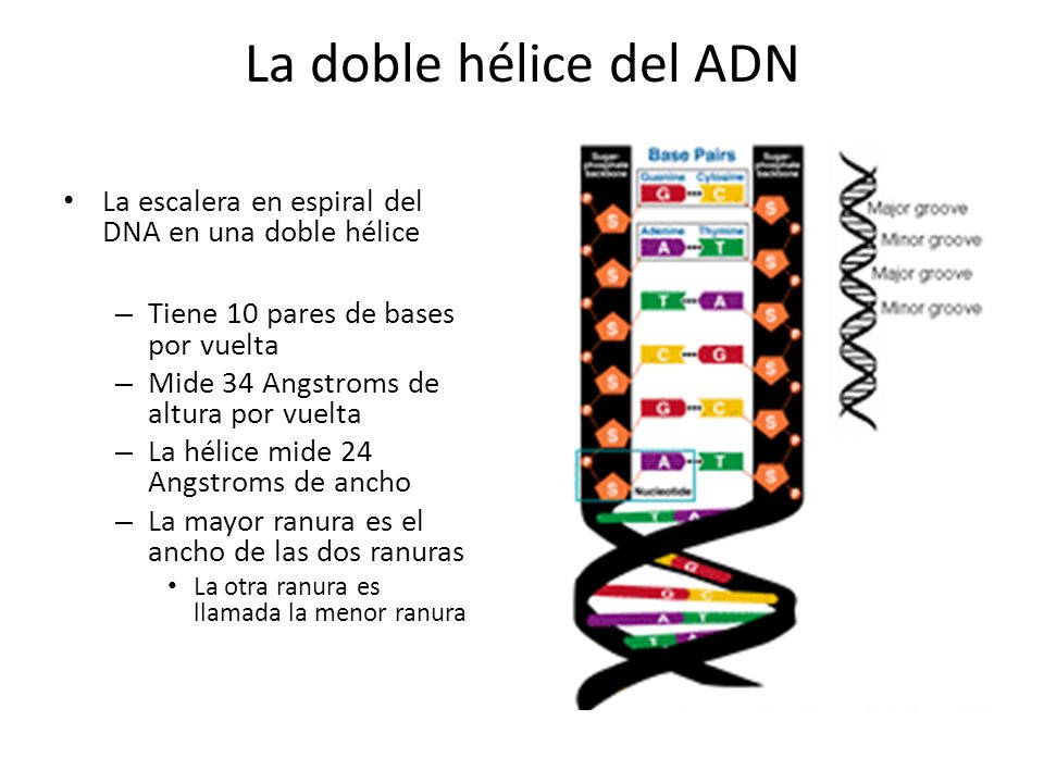 La doble hélice del ADN La escalera en espiral del DNA en una doble hélice. Tiene 10 pares de bases por vuelta.