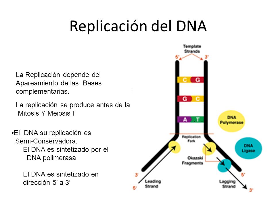 Replicación del DNA La Replicación depende del