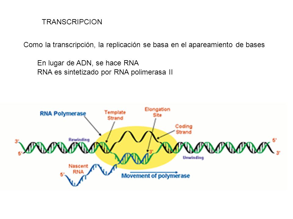 TRANSCRIPCION Como la transcripción, la replicación se basa en el apareamiento de bases. En lugar de ADN, se hace RNA.
