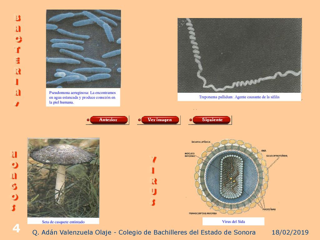B A. C. T. E. R. I. s. Pseudomona aeruginosa: La encontramos en agua estancada y produce comezón en la piel humana.