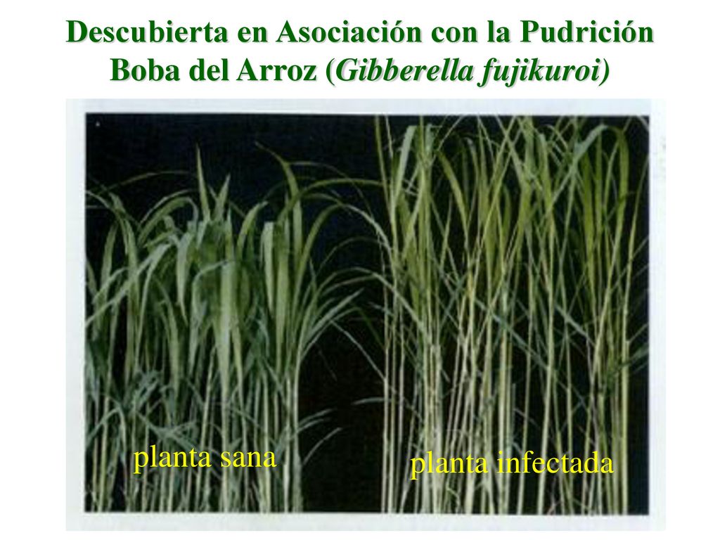 Descubierta en Asociación con la Pudrición Boba del Arroz (Gibberella fujikuroi)