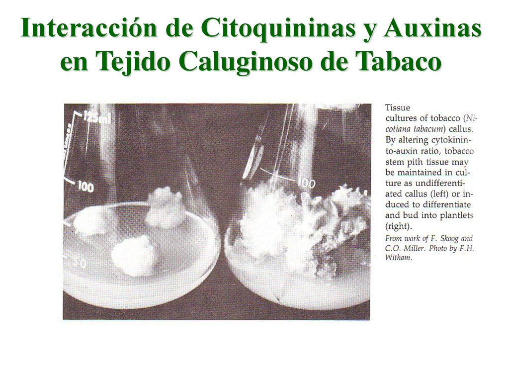 Interacción de Citoquininas y Auxinas en Tejido Caluginoso de Tabaco