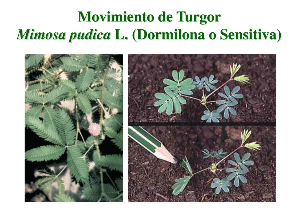 Movimiento de Turgor Mimosa pudica L. (Dormilona o Sensitiva)