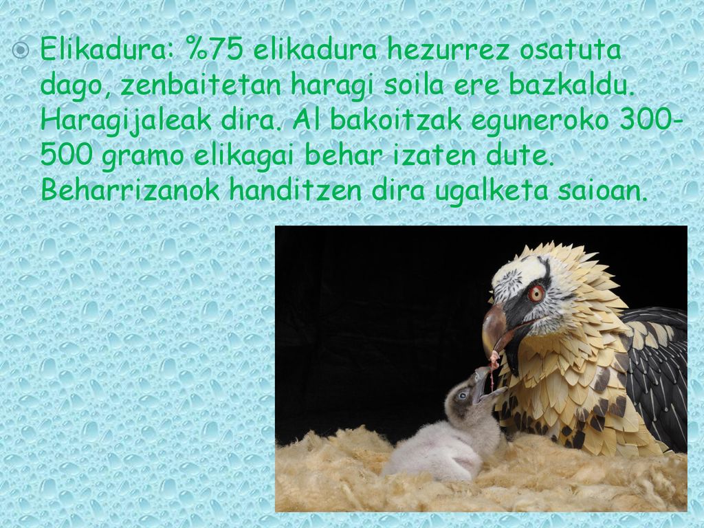 Elikadura: %75 elikadura hezurrez osatuta dago, zenbaitetan haragi soila ere bazkaldu.