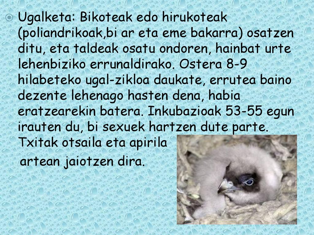 Ugalketa: Bikoteak edo hirukoteak (poliandrikoak,bi ar eta eme bakarra) osatzen ditu, eta taldeak osatu ondoren, hainbat urte lehenbiziko errunaldirako. Ostera 8-9 hilabeteko ugal-zikloa daukate, errutea baino dezente lehenago hasten dena, habia eratzearekin batera. Inkubazioak egun irauten du, bi sexuek hartzen dute parte. Txitak otsaila eta apirila