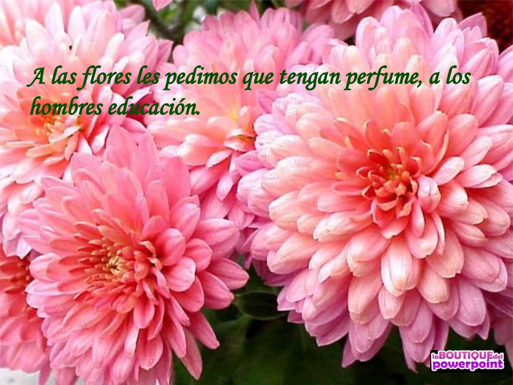 A las flores les pedimos que tengan perfume, a los hombres educación.