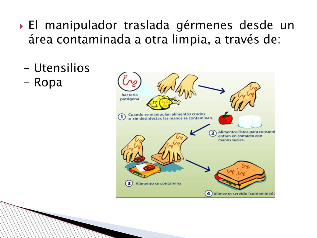 El manipulador traslada gérmenes desde un área contaminada a otra limpia, a través de: