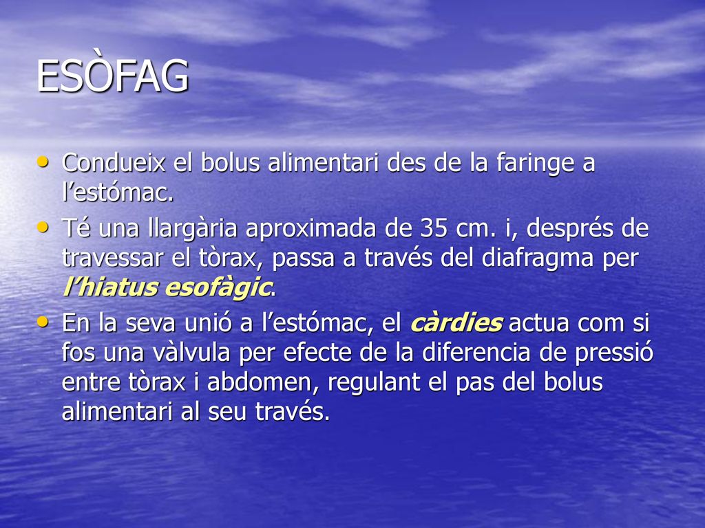 ESÒFAG Condueix el bolus alimentari des de la faringe a l’estómac.
