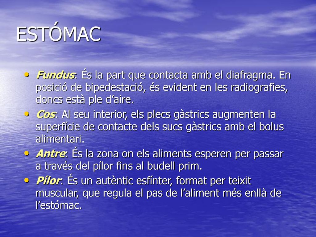 ESTÓMAC Fundus: És la part que contacta amb el diafragma. En posició de bipedestació, és evident en les radiografies, doncs està ple d’aire.