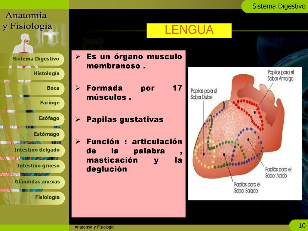 LENGUA Es un órgano musculo membranoso . Formada por 17 músculos .