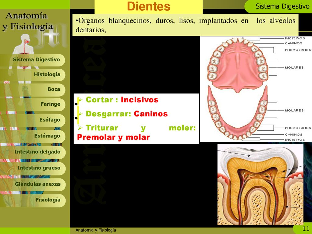 Dientes Órganos blanquecinos, duros, lisos, implantados en los alvéolos dentarios, Cortar : Incisivos.