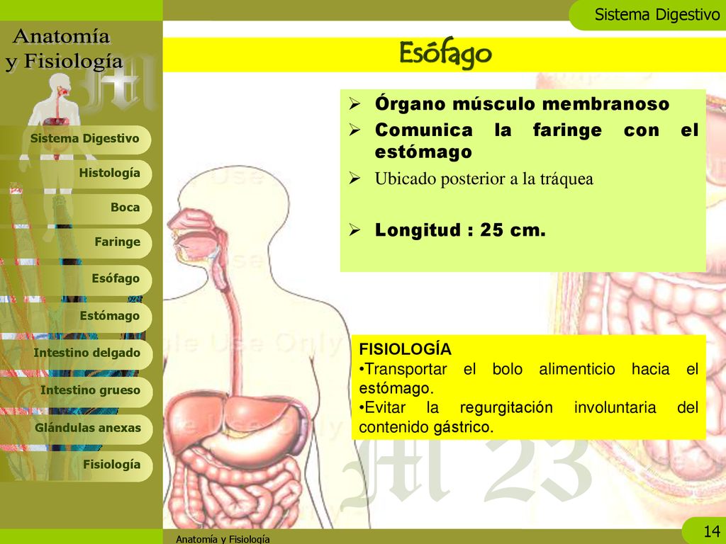 Esófago Órgano músculo membranoso Comunica la faringe con el estómago
