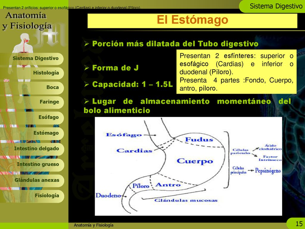 El Estómago Porción más dilatada del Tubo digestivo Forma de J