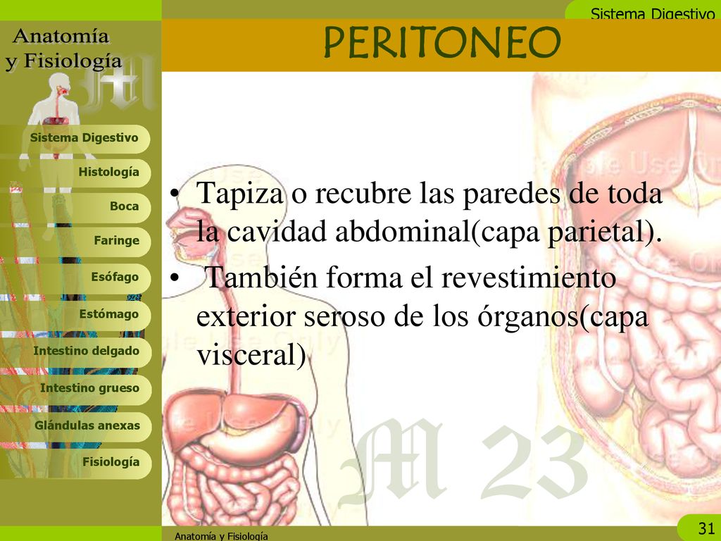 PERITONEO Tapiza o recubre las paredes de toda la cavidad abdominal(capa parietal).