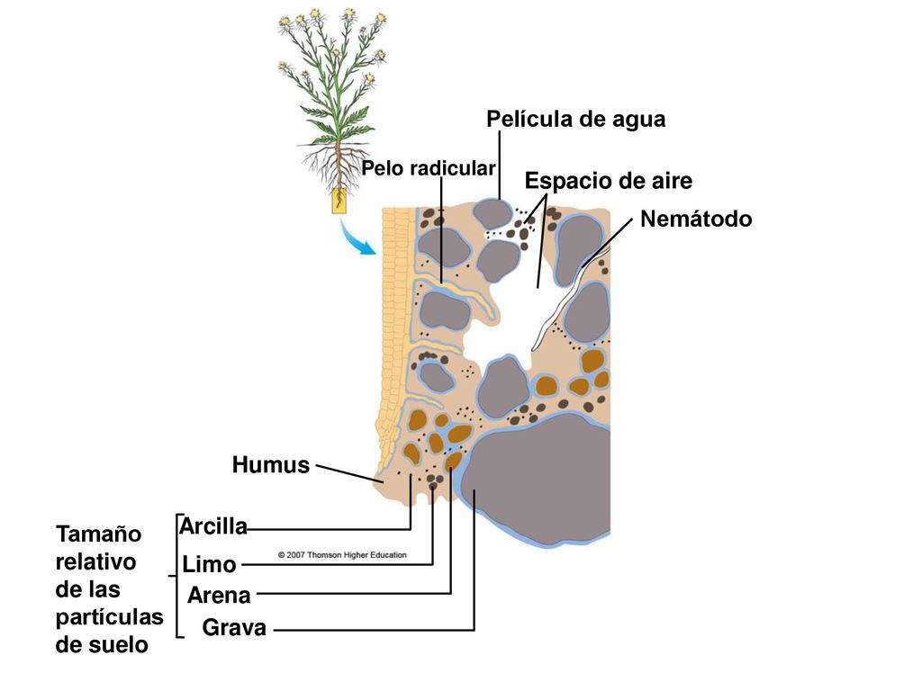 Película de agua Espacio de aire Nemátodo Humus Arcilla Tamaño
