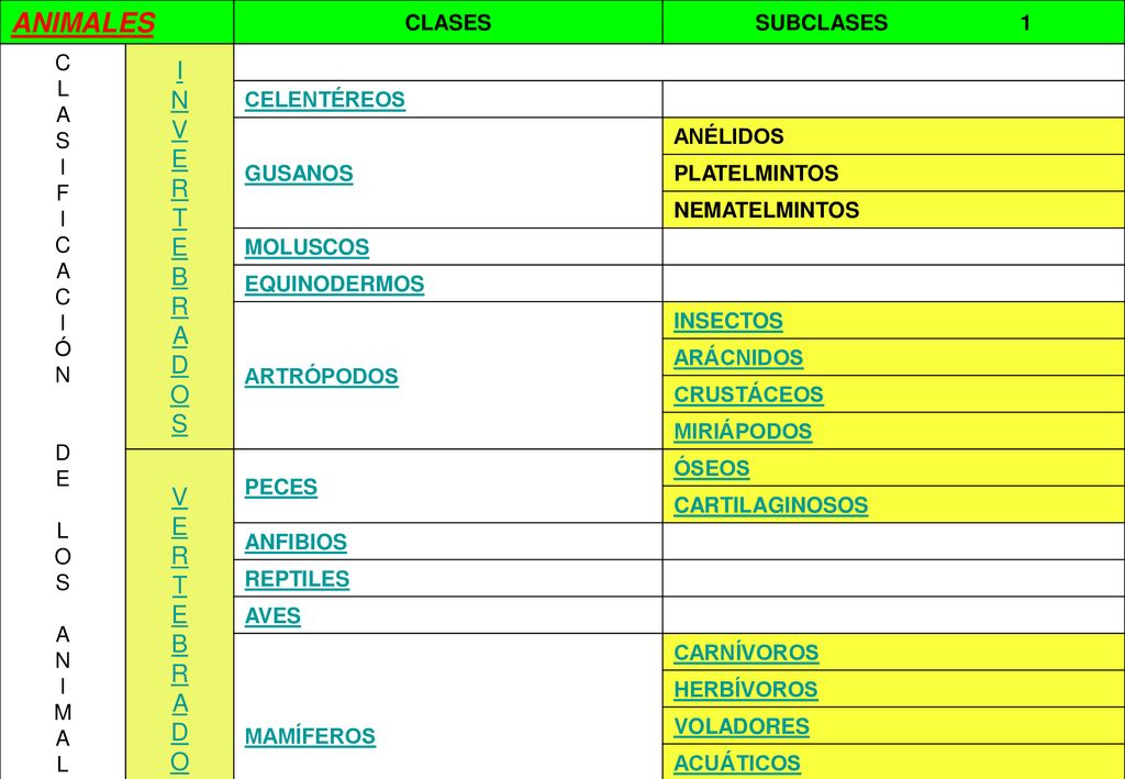 ANIMALES I N V E R T E B R A D O S V E R T E B R A D O S CLASES