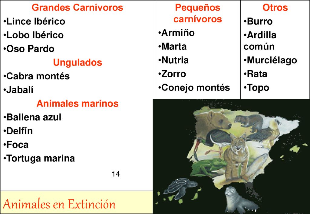Animales en Extinción Grandes Carnívoros Lince Ibérico Lobo Ibérico