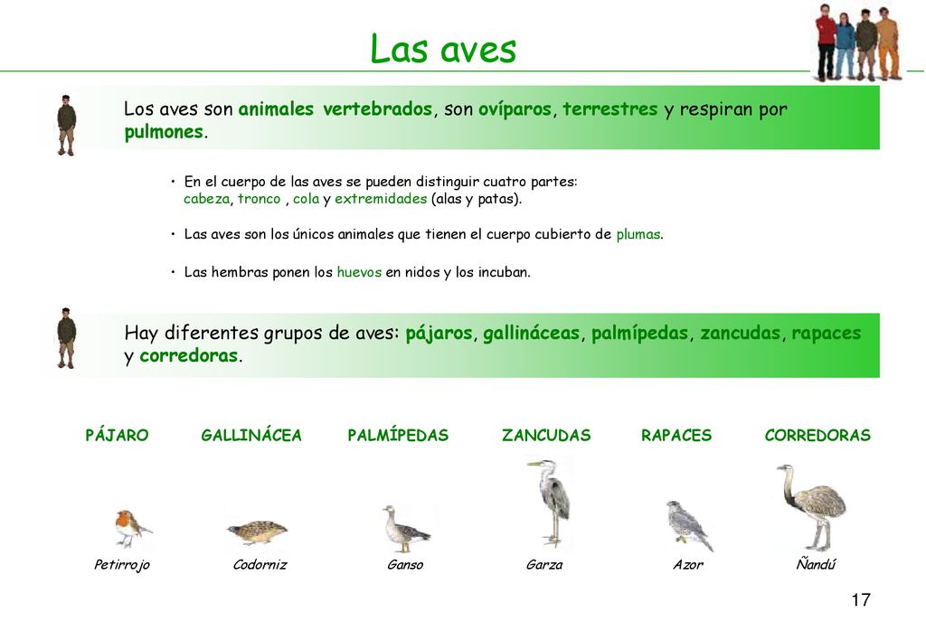 Las aves Los aves son animales vertebrados, son ovíparos, terrestres y respiran por pulmones.