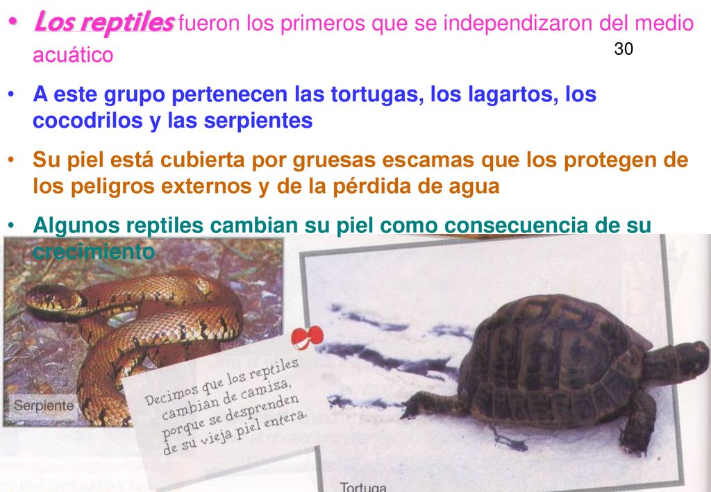 Los reptiles fueron los primeros que se independizaron del medio acuático