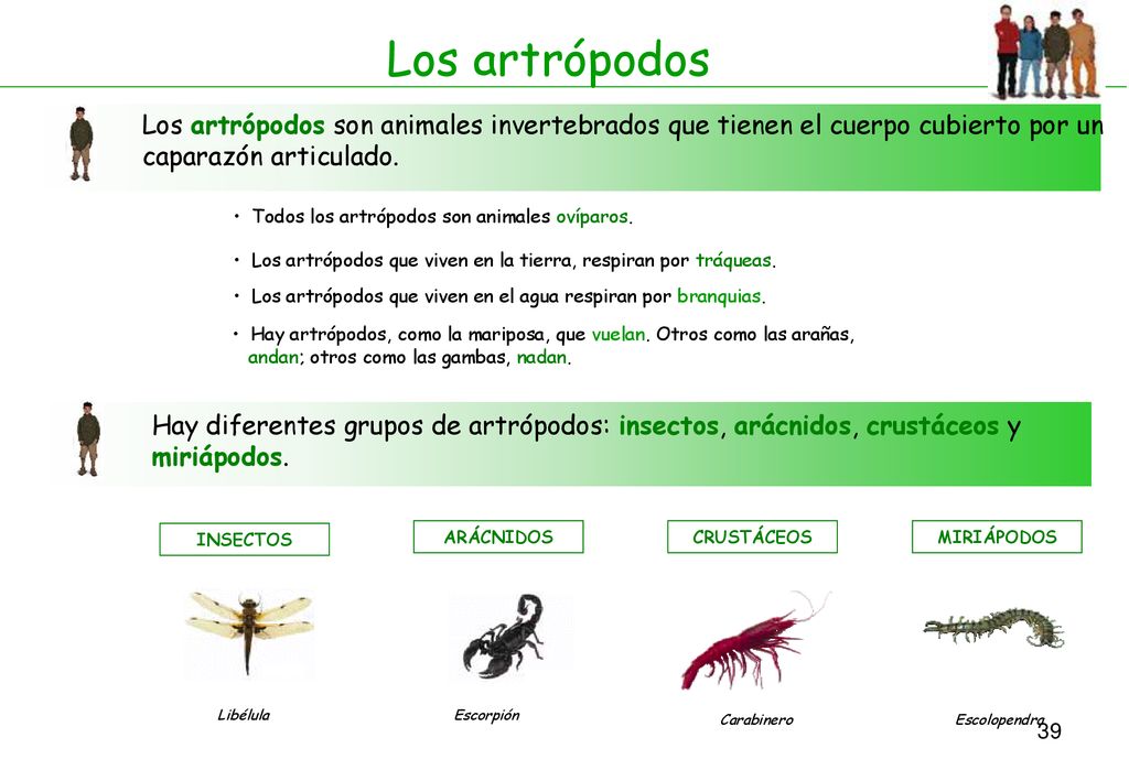 Los artrópodos Los artrópodos son animales invertebrados que tienen el cuerpo cubierto por un caparazón articulado.