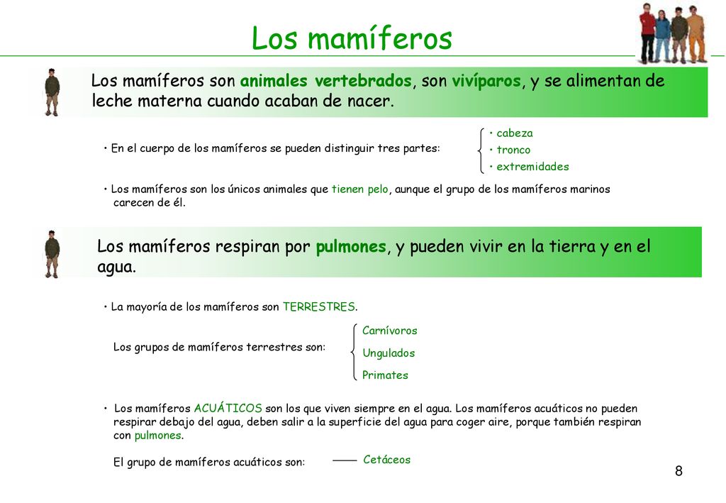 Los mamíferos Los mamíferos son animales vertebrados, son vivíparos, y se alimentan de leche materna cuando acaban de nacer.