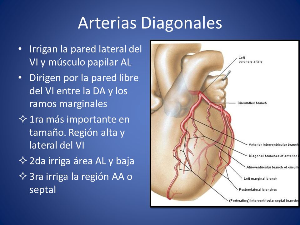 Arterias Diagonales Irrigan la pared lateral del VI y músculo papilar AL. Dirigen por la pared libre del VI entre la DA y los ramos marginales.