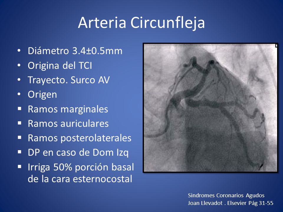 Arteria Circunfleja Diámetro 3.4±0.5mm Origina del TCI