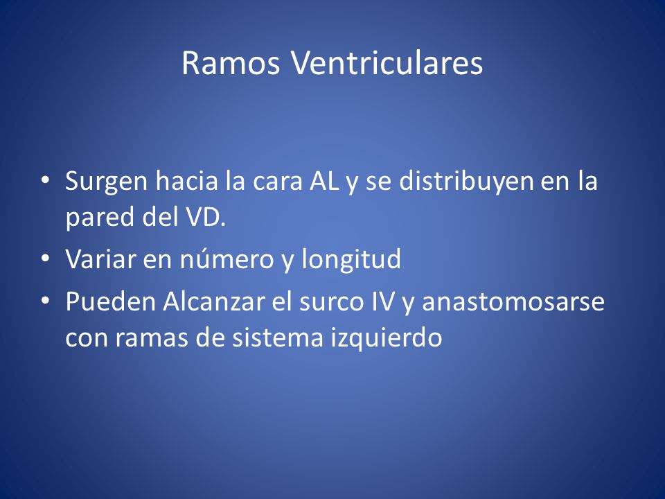 Ramos Ventriculares Surgen hacia la cara AL y se distribuyen en la pared del VD. Variar en número y longitud.