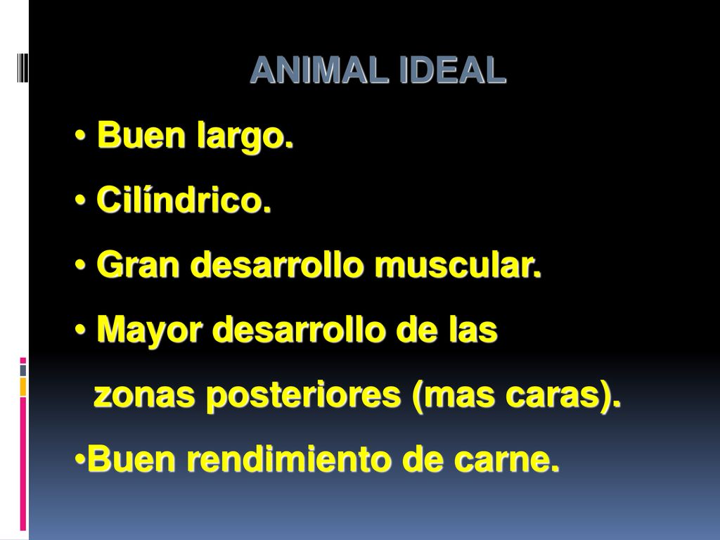 ANIMAL IDEAL Buen largo. Cilíndrico. Gran desarrollo muscular. Mayor desarrollo de las. zonas posteriores (mas caras).