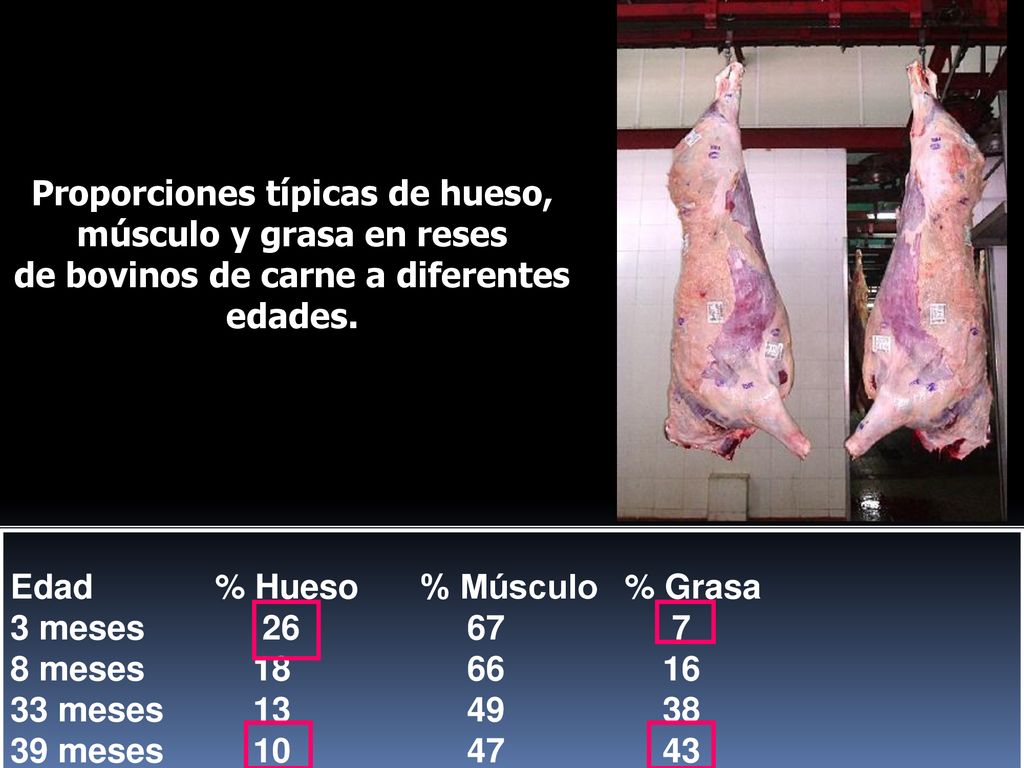 Proporciones típicas de hueso, músculo y grasa en reses