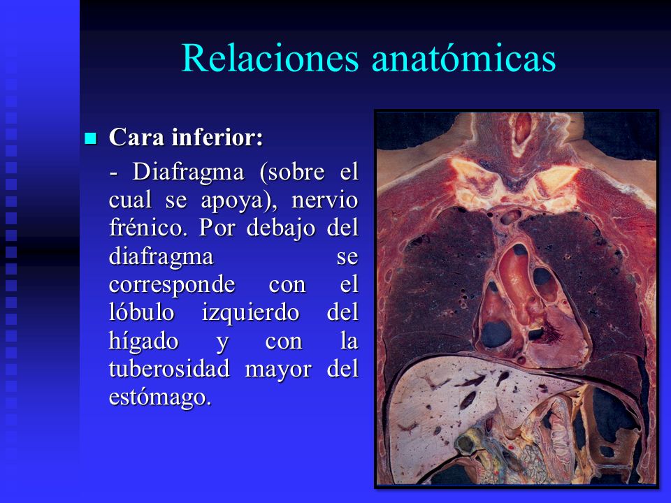 Relaciones anatómicas