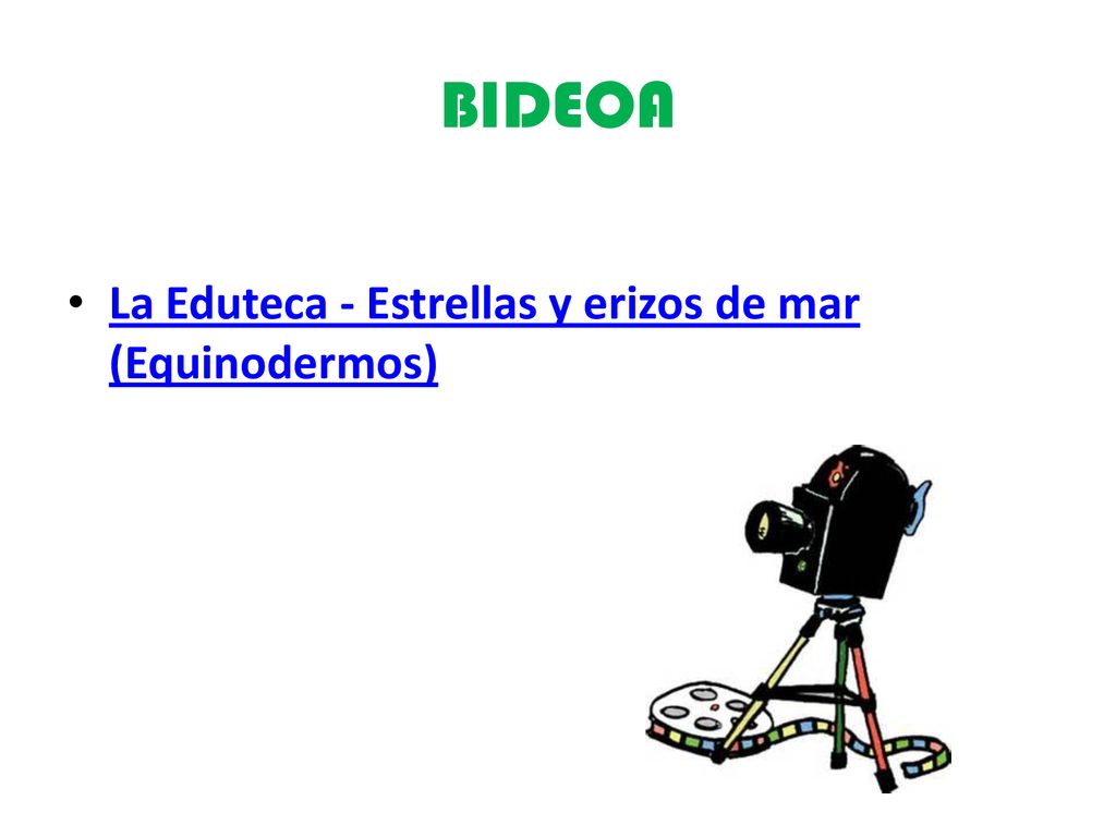 BIDEOA La Eduteca - Estrellas y erizos de mar (Equinodermos)