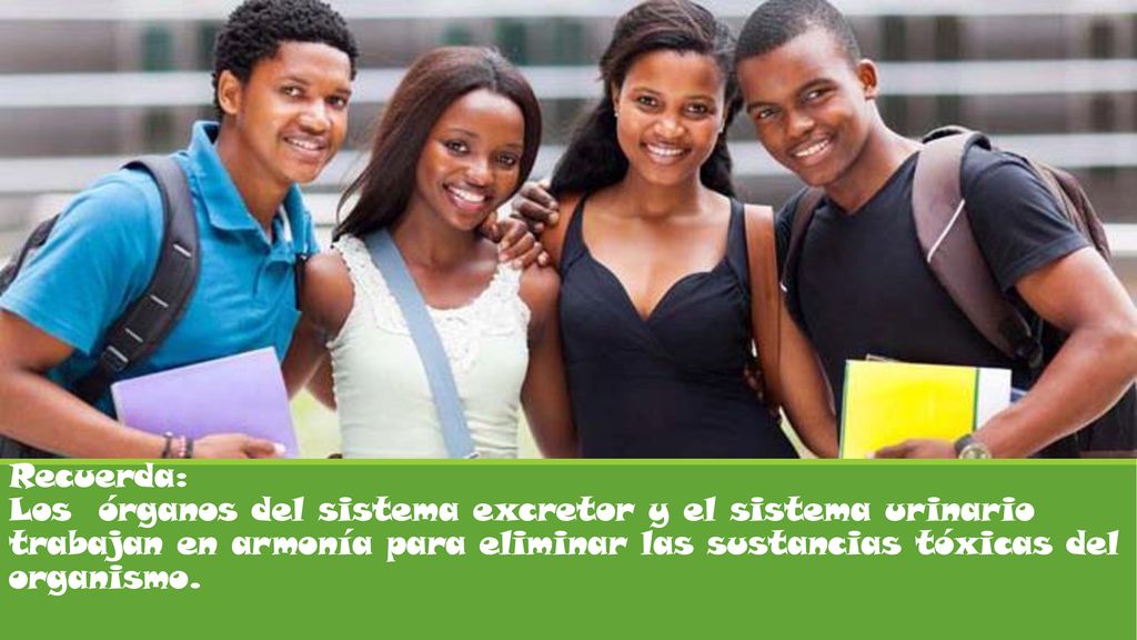 Recuerda: Los órganos del sistema excretor y el sistema urinario trabajan en armonía para eliminar las sustancias tóxicas del organismo.