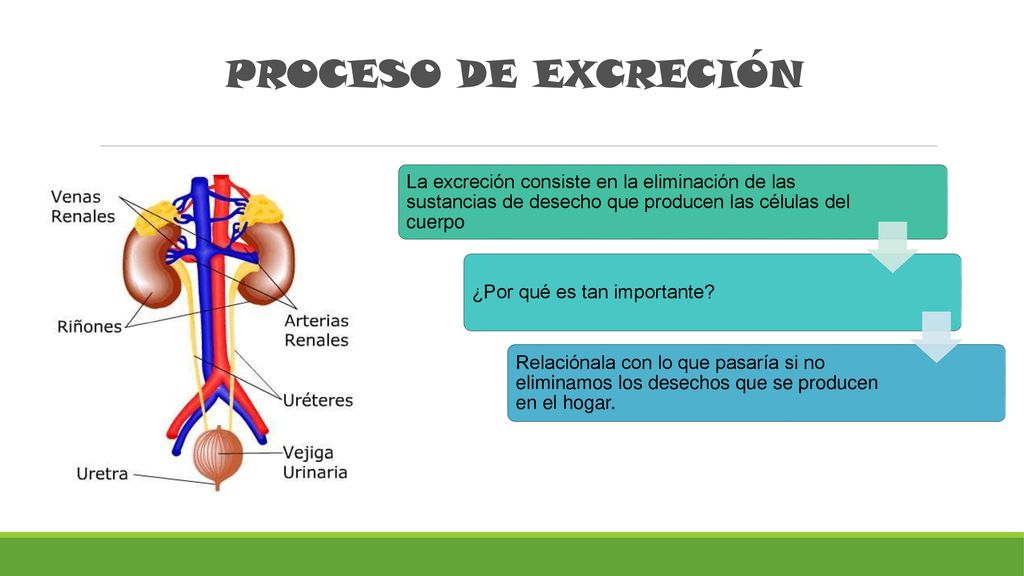 PROCESO DE EXCRECIÓN La excreción consiste en la eliminación de las sustancias de desecho que producen las células del cuerpo.