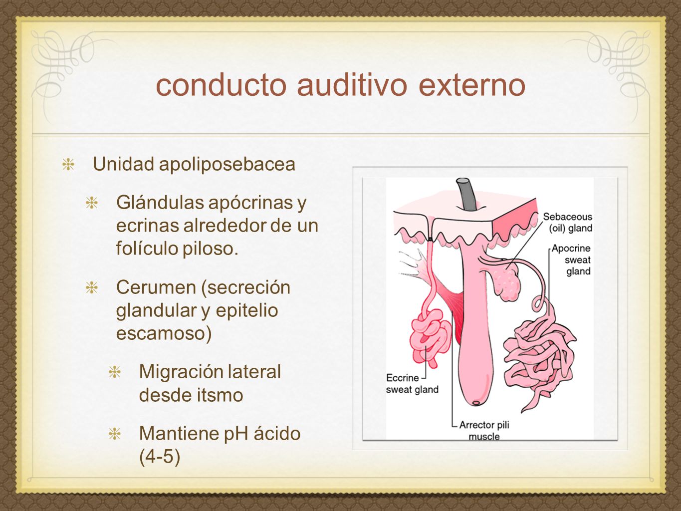 conducto auditivo externo