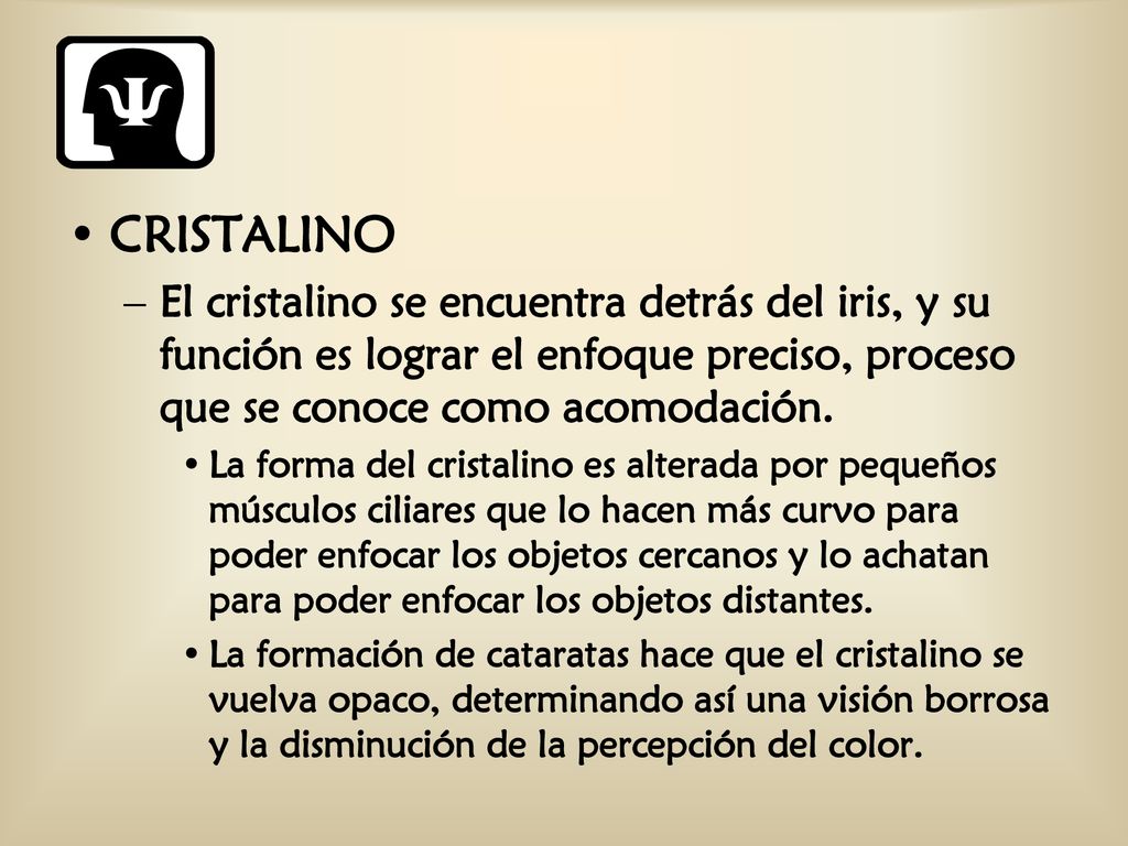CRISTALINO El cristalino se encuentra detrás del iris, y su función es lograr el enfoque preciso, proceso que se conoce como acomodación.