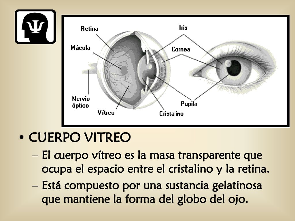 CUERPO VITREO El cuerpo vítreo es la masa transparente que ocupa el espacio entre el cristalino y la retina.